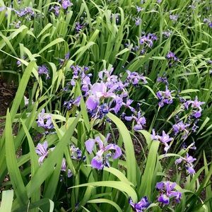 Meet your Posher, Heckenny